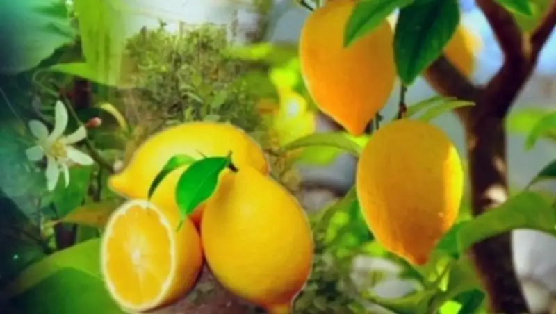 В ЮКО собирают урожай лимонов 