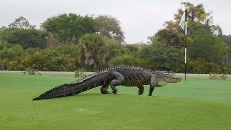 Аллигатор длиной 4,5 метра прогулялся по полю для гольфа