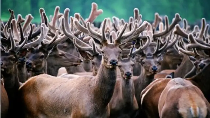 Полицейские СКО задержали браконьера за отстрел 6 маралов