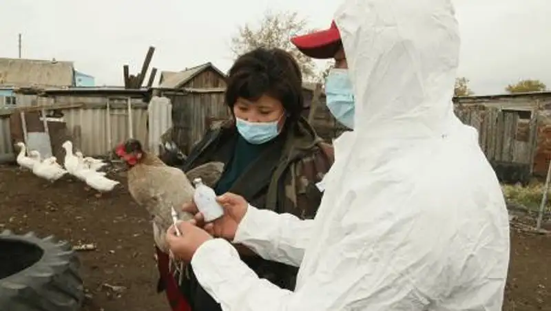 В Костанайской области ввели карантин из-за птичьего гриппа