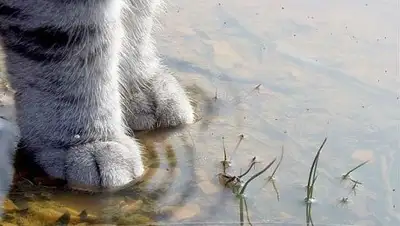 msk.bloknot.ru, фото - Новости Zakon.kz от 22.06.2018 12:48