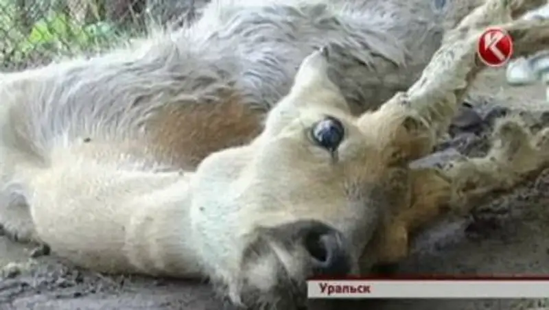 В пригороде Уральска дачники спасали раненую косулю