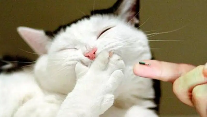 В Астане можно бесплатно чипировать кошек и собак