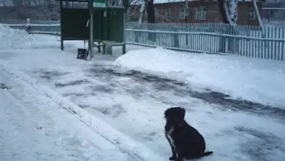 livejournal, фото - Новости Zakon.kz от 01.02.2020 02:13