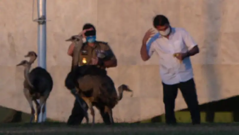 Большой эму укусил президента Бразилии на карантине