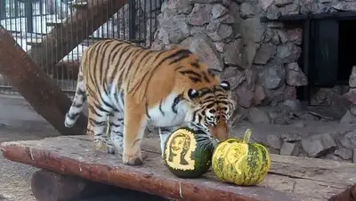 sq.com.ua, фото - Новости Zakon.kz от 03.02.2019 21:39