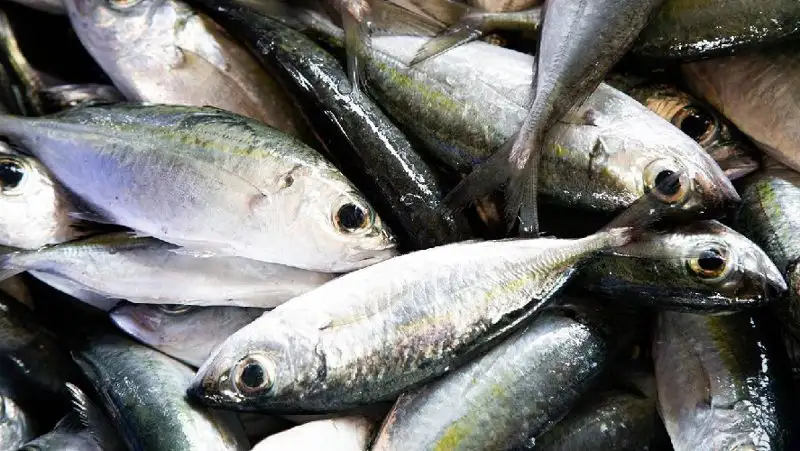 Тунец может быть опасен гипертоникам и беременным – врач