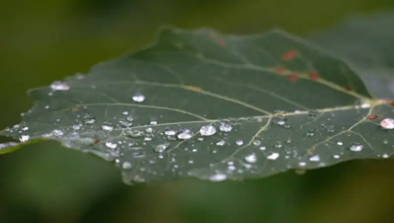 В понедельник на юге Казахстана будут осадки