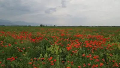 На юге Казахстана ожидаются дожди с грозами 26 мая , фото - Новости Zakon.kz от 25.05.2023 16:02