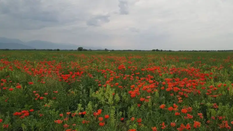 На юге Казахстана ожидаются дожди с грозами 26 мая