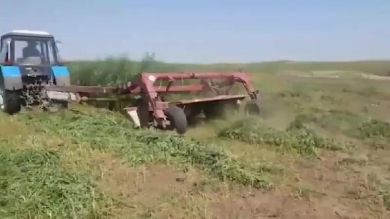 Более 60 тонн дикорастущей конопли уничтожили в Жамбылской области