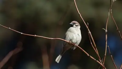 Zakon.kz, фото - Новости Zakon.kz от 30.03.2016 12:00