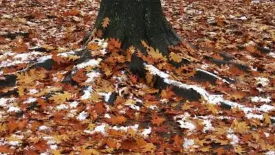 pixabay.com, фото - Новости Zakon.kz от 05.10.2020 17:28