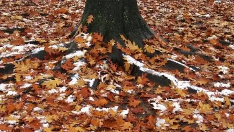 Гололед, метель и туманы ожидаются в Казахстане