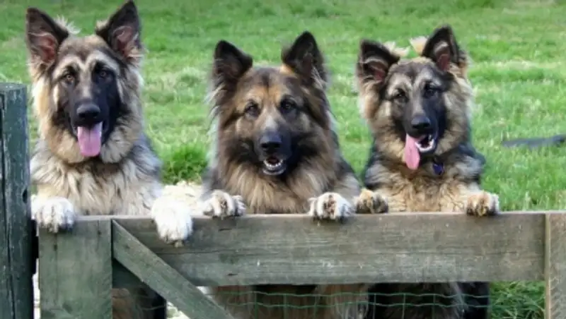 Генетики: собаки были одомашнены в Азии, а не в Европе