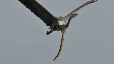 22smd/Jam Press, фото - Новости Zakon.kz от 12.11.2020 10:40