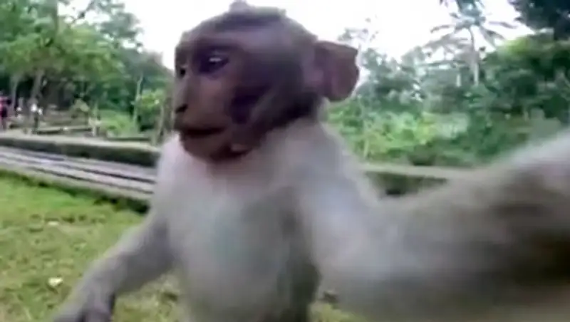 На Бали макака отобрала у туристки камеру GoPro и сделала селфи