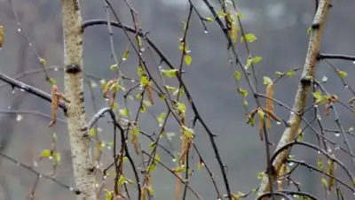 24.kz, фото - Новости Zakon.kz от 02.04.2018 09:29