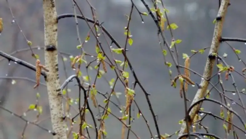 Погода без осадков сохраняется в Казахстане