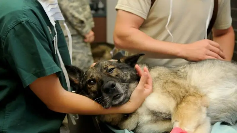 Еще один профессиональный праздник появится в Казахстане