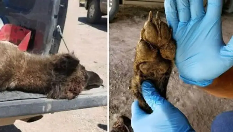 Пастух в Монтане утверждает, что застрелил оборотня