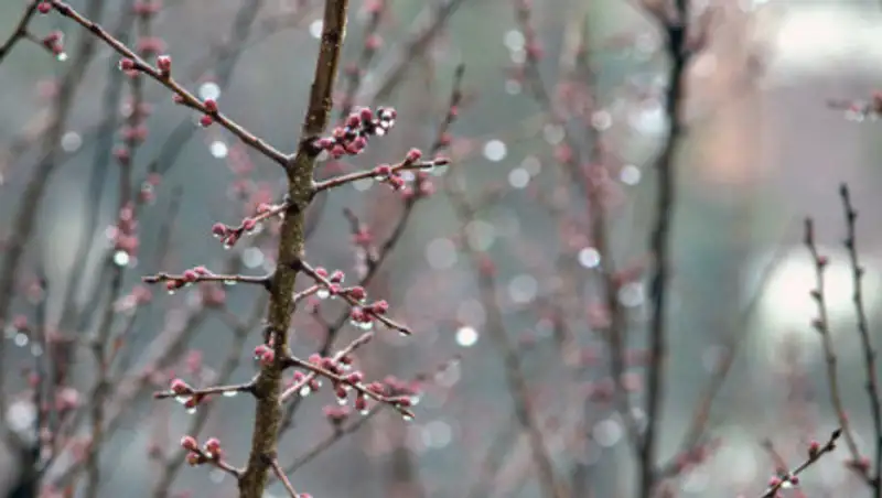 Осадки в виде дождя и снега ожидаются в Казахстане 18 марта