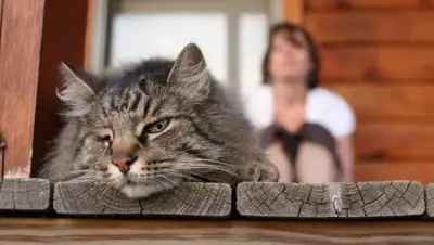 © Flickr/Laurie Chipps, фото - Новости Zakon.kz от 01.05.2018 09:33