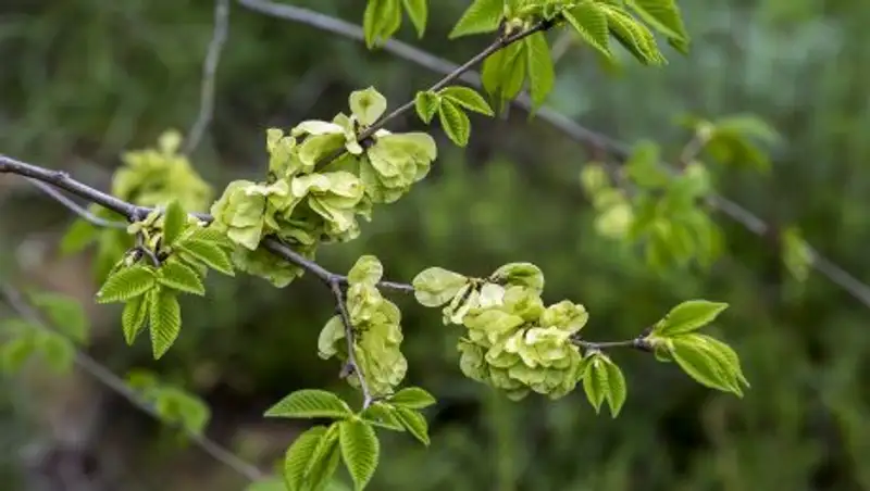 Жители Семея обеспокоены массовой вырубкой деревьев