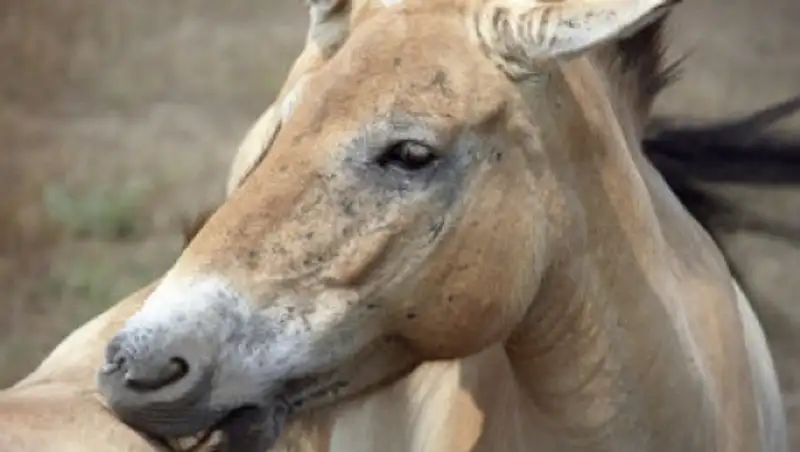 Очередную группу лошадей Пржевальского планируется привезти в Казахстан в 2016г