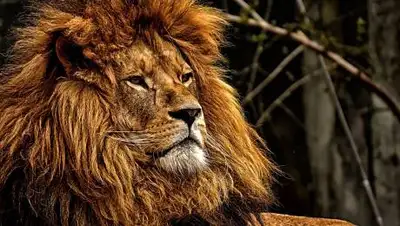 pixabay.com, фото - Новости Zakon.kz от 04.05.2021 16:36