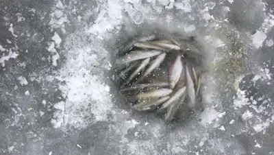 facebook.com, фото - Новости Zakon.kz от 17.03.2019 10:02