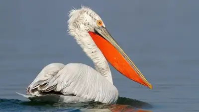 Zakon.kz, фото - Новости Zakon.kz от 17.04.2015 18:22