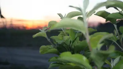 АО "Фонд финансовой поддержки сельского хозяйства", фото - Новости Zakon.kz от 27.12.2019 13:59