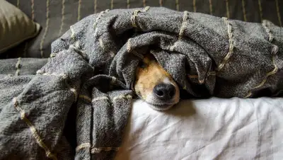 постель, фото - Новости Zakon.kz от 25.08.2022 08:38