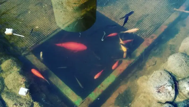"Остались мальки". Замерзающих в пруду Атакента рыбок извлекли