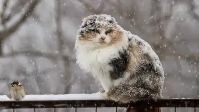 34 Канал, фото - Новости Zakon.kz от 23.01.2019 12:38