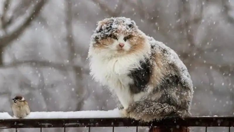 В СКО объявлено штормовое предупреждение