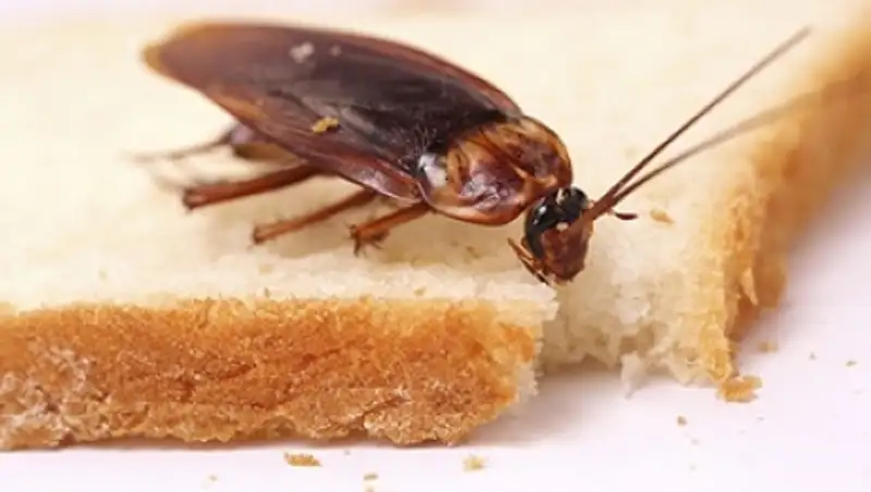 Владельцев кафе в Алматы будут наказывать за "распространение" тараканов