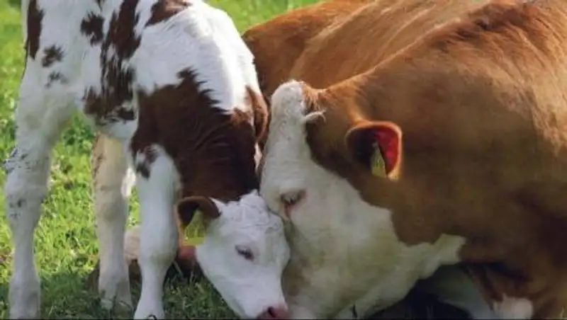 Скот массово гибнет из-за засухи в Жамбылской области