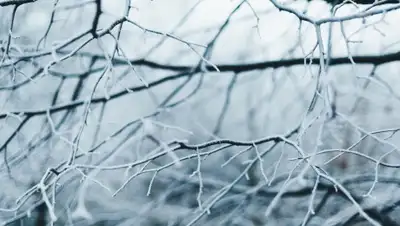 riafan.ru, фото - Новости Zakon.kz от 21.11.2019 07:42