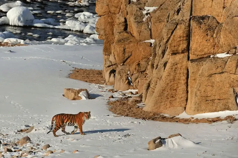 Победители фотоконкурса Wildlife Photographer 2013, фото - Новости Zakon.kz от 19.10.2013 18:59