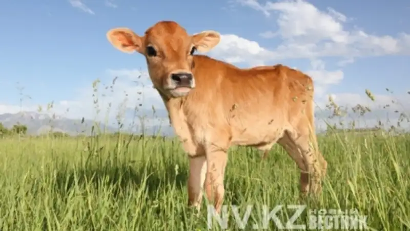 В Карагандинской области из заболевших коров решено сделать консервы