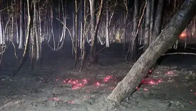 лес, фото - Новости Zakon.kz от 04.09.2022 10:10