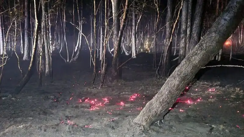 Второй день тушат лесной пожар в Акмолинской области