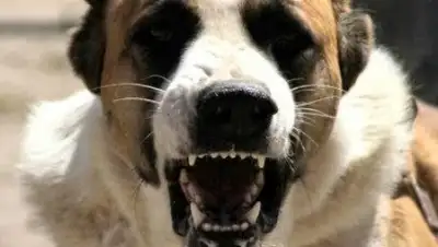 Zakon.kz, фото - Новости Zakon.kz от 16.08.2017 23:11