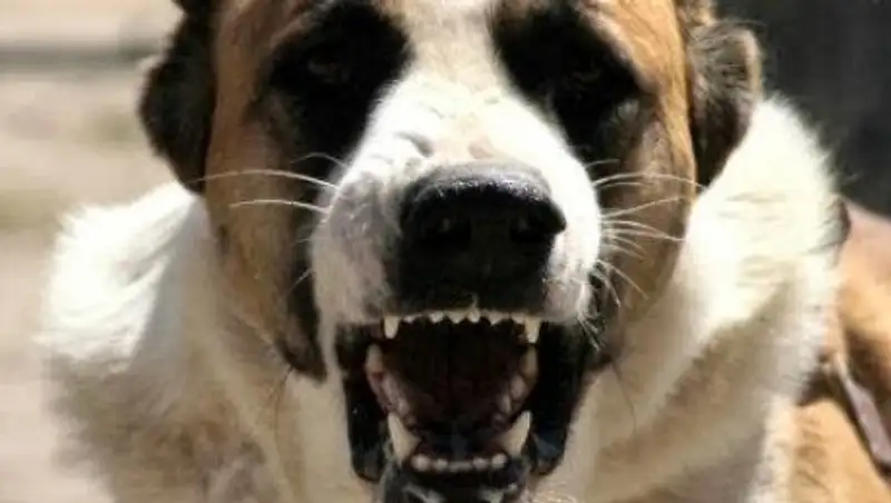 В Костанае алабай растерзал на глазах у детей щенка хаски