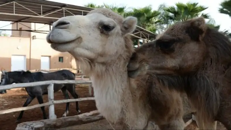 Пьяный мужчина в экопарке был насмерть затоптан верблюдом
