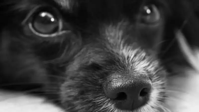 Девочку, издевавшуюся над щенком, поставили на учет