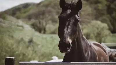 Причины падежа в Атырауской области, фото - Новости Zakon.kz от 23.04.2022 18:01