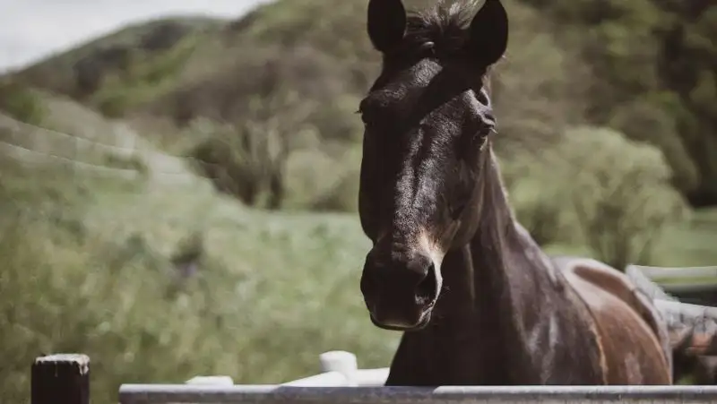 Названа причина массового падежа лошадей в Атырауской области